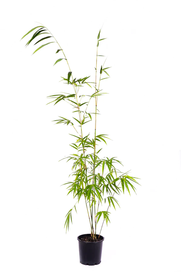 Drepanostachyum falcatum (Himalayan Weeping Bamboo)